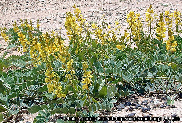 سنای ایتالیایی / حنا